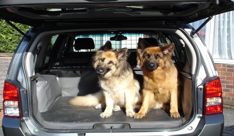 Cómo llevar a un perro en coche
