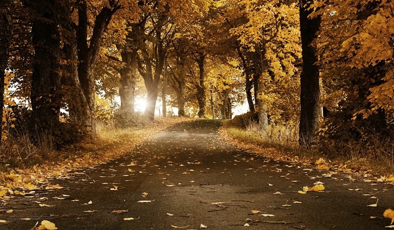 Otoño: cómo extremar las precauciones al volante