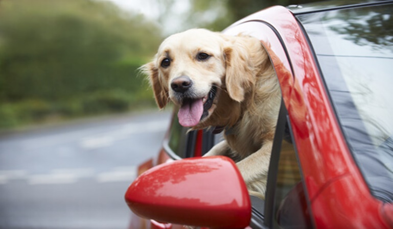 Cómo viajar con un perro