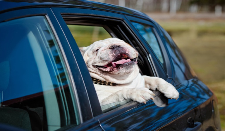 Viaja con tu mascota en el coche sin ser multado
