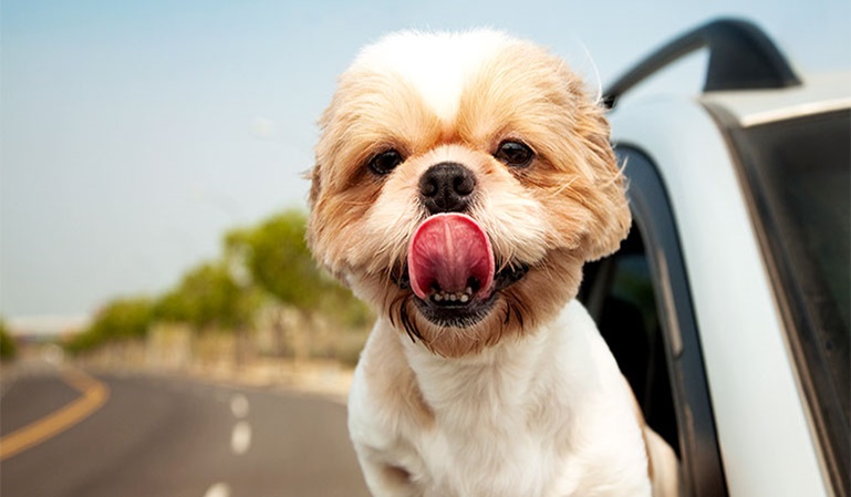 1 de cada 4 se distrae al volante por su mascota