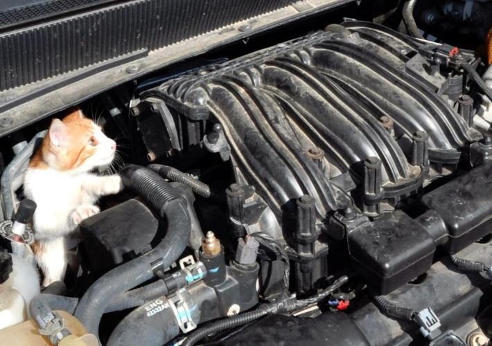 Qué hacer si tengo un animal en el capó
