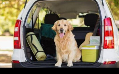 ¡200.000 € de multa si no llevas correctamente a tu mascota en el coche!